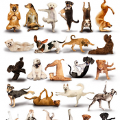 Постер 61х91,5 производство Великобритания Yoga Dogs Казахстан 1450 Самовывоз штука Постеры L\'DECO ИП Постер 61х91,5 производство Великобритания Yoga Dogs Казахстан 1450 Самовывоз штука Постеры L\'DECO ИП