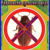 Уничтожение древесного жука короеда в квартире доме и других помещениях. Алматы и область. Дезостанция «ВИКТОРИЯ» Специалисты Дезостанции «ВИКТОРИЯ» помогут Вам избавиться от непрошеных насекомых. Правильный подход к решению данной проблемы поможет в борьбе с древесными жуками и уничтожении древоточцы. 500 кв.М дезинфекция,дератизация,дезинсекция цена минимальная Другие услуги \ Уничтожение древесного жука короеда в квартире доме и других помещениях. Алматы и область. Дезостанция «ВИКТОРИЯ» Специалисты Дезостанции «ВИКТОРИЯ» помогут Вам избавиться от непрошеных насекомых. Правильный подход к решению данной проблемы поможет в борьбе с древесными жуками и уничтожении древоточцы. 500 кв.М дезинфекция,дератизация,дезинсекция цена минимальная Другие услуги \
