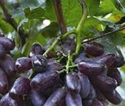 Черенки виноград  Саженцы кусты виноград винный сорт проросшие хорошо дают  15000  Самовывоз    шт.  Cаженцы и черенки винограда Саженцы винограда